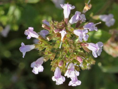 Мелиса и мята различие. Отличия мяты и мелиссы