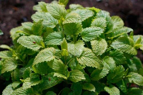 Можно ли заменить мяту мелиссой. Мята и мелисса – это одно и то же