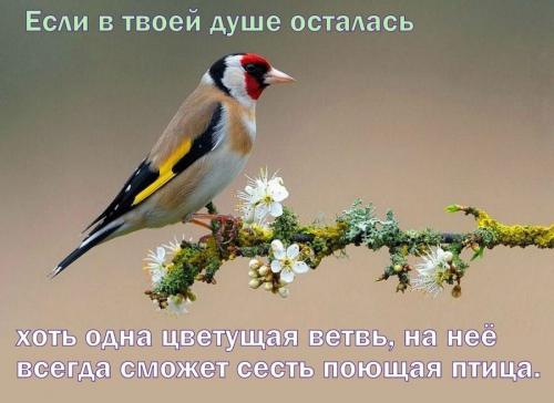 Мудрые поговорки про жизнь со смыслом. Цитаты про жизнь со смыслом великих людей