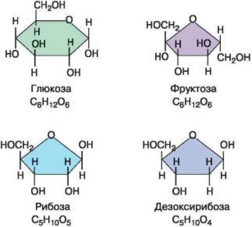 В чем содержатся углеводы. Продукты, содержащие углеводы в большом количестве: где найти