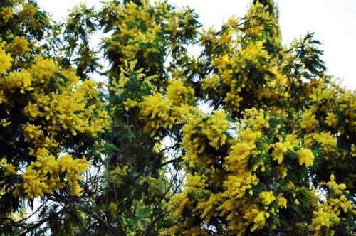 Что зимой делать в Сочи. Погода зимой в Сочи