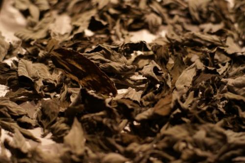 Ферментация мяты в морозилке. Мята сушёная VS мята ферментированная