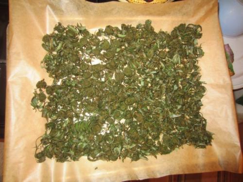 Ферментация мяты перечной. Как ферментировать мяту и мелиссу на зиму: интересный способ сушки