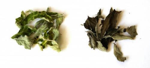 Ферментация мяты в морозилке. Мята сушёная VS мята ферментированная