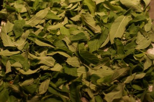 Ферментация мяты в морозилке. Мята сушёная VS мята ферментированная