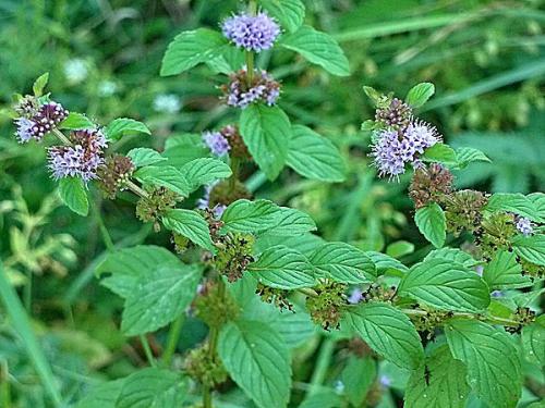 Ферментация мяты перечной. Как ферментировать мяту и мелиссу на зиму: интересный способ сушки