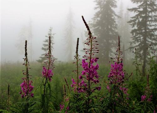 Самые полезные травы для мужчин. Травы повышающие тестостерон у мужчин