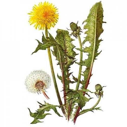 Самые полезные травы для организма. Самые полезные травы