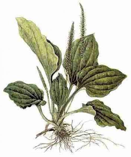 Самые полезные травы для организма. Самые полезные травы