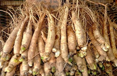 Самые полезные травы для мужчин. Травы повышающие тестостерон у мужчин