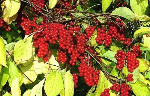 Самые полезные травы для мужчин. Травы повышающие тестостерон у мужчин