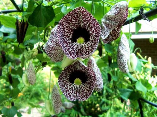 Противовоспалительные травы в гинекологии. Какие травы следует использовать при обнаружении гинекологических заболеваний?