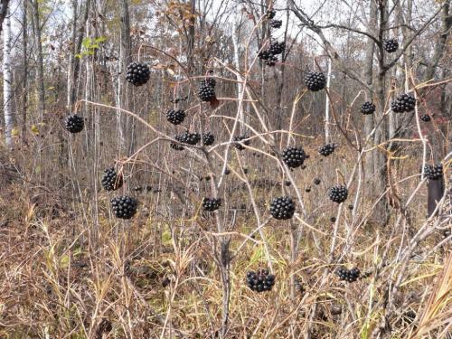 Самые полезные травы для мужчин. Травы повышающие тестостерон у мужчин