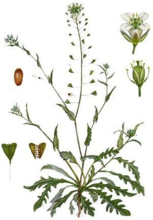 Самые полезные травы для организма. Самые полезные травы