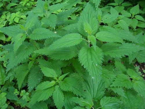 Самые полезные травы для мужчин. Травы повышающие тестостерон у мужчин