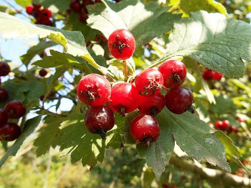 Самые полезные травы для мужчин. Травы повышающие тестостерон у мужчин