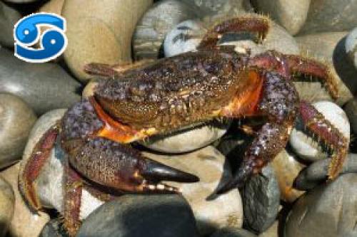 Знак Зодиака июль женщина. Рак в Июле – характеристика знака Зодиака 02 Знак Зодиака июль женщина. Рак в Июле – характеристика знака Зодиака 02