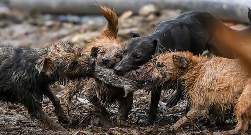 Как предотвратить появление крыс в огороде