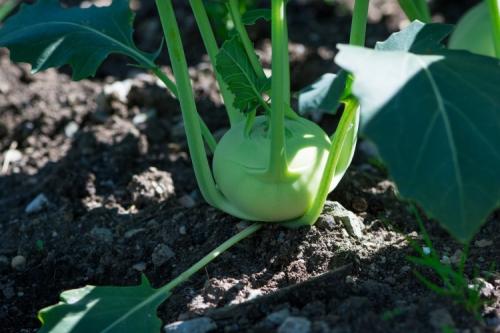 Как правильно ухаживать за овощными культурами для получения богатого урожая