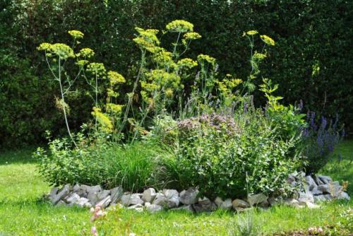 Какие растения лучше всего растут в тени на огороде