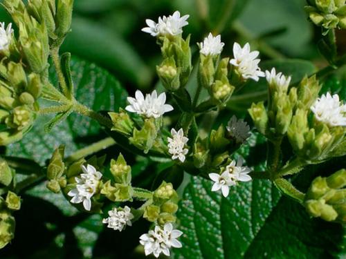 Как обеспечить оптимальное увлажнение стевии