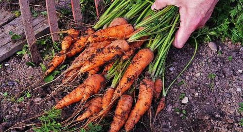 Какие метеорологические условия наиболее благоприятны для уборки моркови