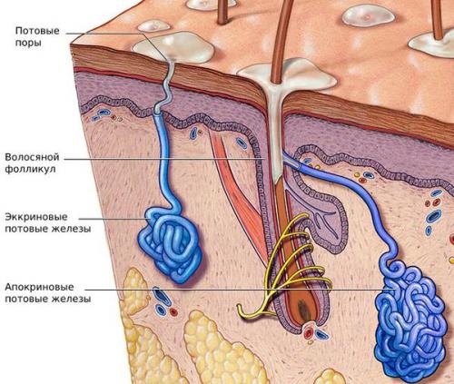 9 причин повышенного потоотделения ночью. ПРИЧИНЫ ПОВЫШЕННОГО НОЧНОГО ПОТООТДЕЛЕНИЯ 01