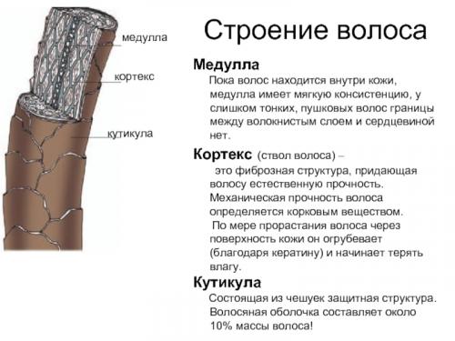 Пушковые волосы на голове. Как избавиться от пуха на голове раз и навсегда