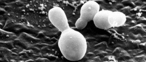 Как убрать пух на голове: эффективные методы 11 Как убрать пух на голове: эффективные методы 11