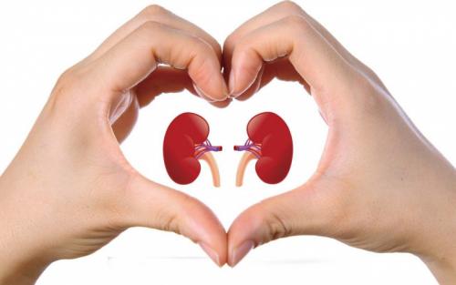 10 простых рекомендаций для сохранения здоровья почек. Диагностика 02