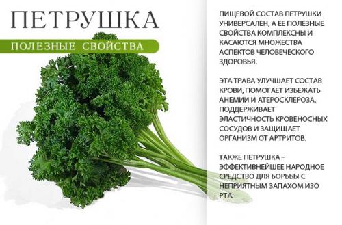 Петрушка железо. Как петрушка влияет на гемоглобин — повышает ли она его уровень в крови?