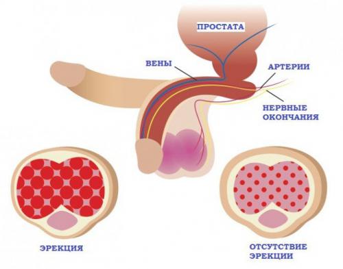 Продукты повышающие потенцию у мужчин посл.  Особенности мужской анатомии