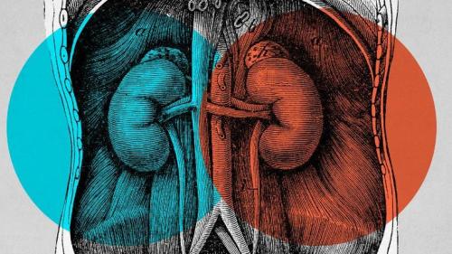 Препараты для лечения почек. Клиническая фармакология отдельных препаратов 02 Препараты для лечения почек. Клиническая фармакология отдельных препаратов 02