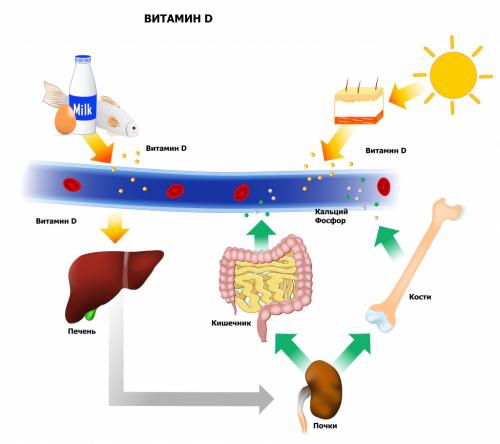 Продукты-лидеры по содержанию витамина D. Продукты с высоким уровнем содержания кальциферола 04 Продукты-лидеры по содержанию витамина D. Продукты с высоким уровнем содержания кальциферола 04