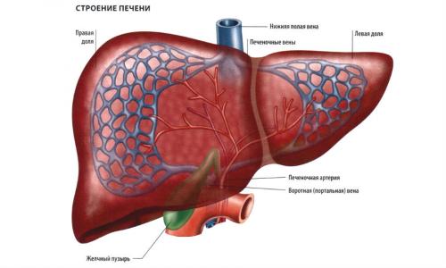 Маска Клеопатры тенториум. Александр Попандопуло, врач терапевт. Редактор А. Герасимова