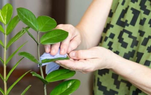 Как организовать осенний уход, чтобы он был эффективным и приятным. Уход за комнатными растениями осенью, которым не нужен прохладный период покоя