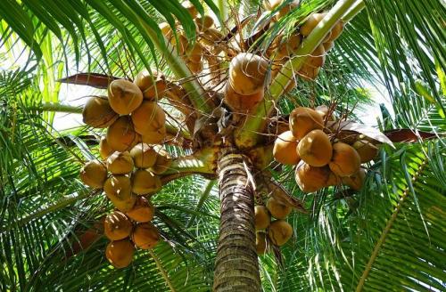 Эффективное кокосовое масло от морщин: как выбрать лучшее для вашего лица 07