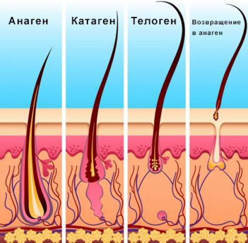 Линия роста волос у женщин. Симптомы выпадения волос 18 Линия роста волос у женщин. Симптомы выпадения волос 18