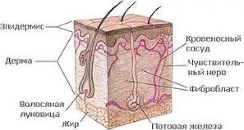 Линия роста волос виды. Рост волос и жизненный цикл