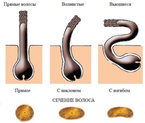 Многослойная стрижка на кудрявые волосы. 100 модных стрижек на вьющиеся волосы с фото