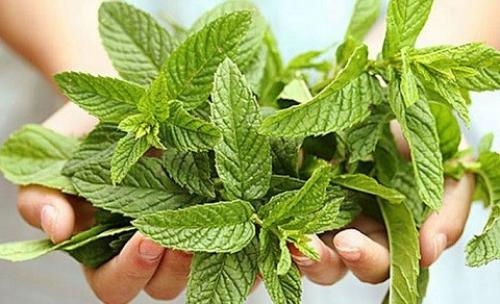 Как использовать мяту в уходе за кожей лица. Эфирное масло мяты для ухода за кожей лица 08 Как использовать мяту в уходе за кожей лица. Эфирное масло мяты для ухода за кожей лица 08