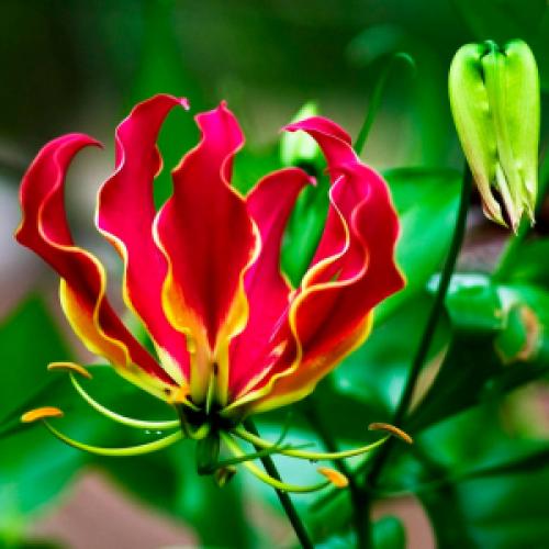 Букет на свадьбу 2022. Свадебные букеты для невесты – тренды сезона 2022