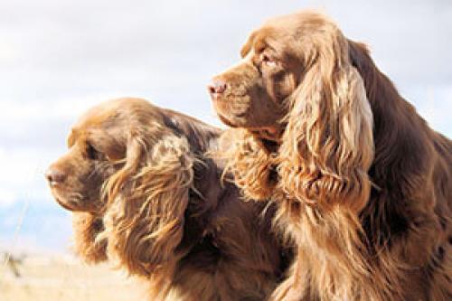 Откуда происходит порода ушей спаниеля титьки. 