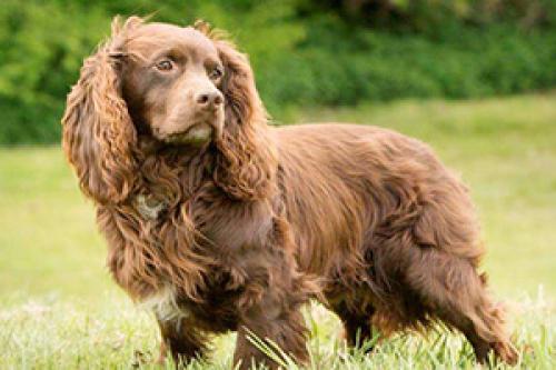 Откуда происходит порода ушей спаниеля титьки. 