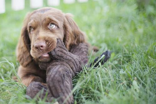 Откуда происходит порода ушей спаниеля титьки.