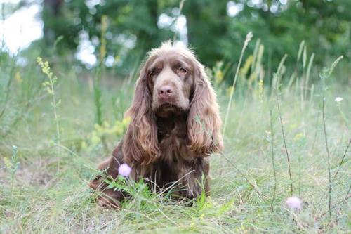 Откуда происходит порода ушей спаниеля титьки.