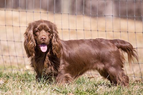 Откуда происходит порода ушей спаниеля титьки.