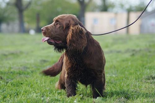 Откуда происходит порода ушей спаниеля титьки.