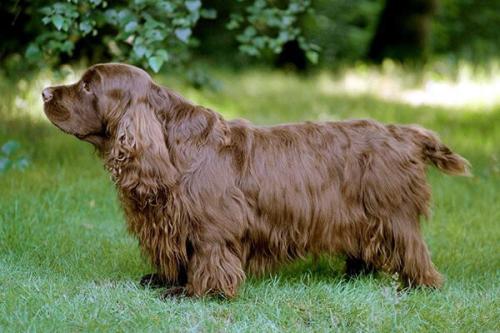 Откуда происходит порода ушей спаниеля титьки.