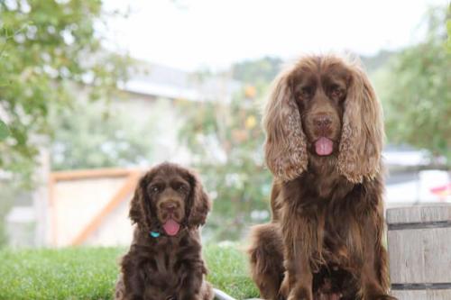 Откуда происходит порода ушей спаниеля титьки.